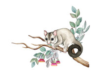Sugar Glider Possum On Eucalyptus Branch. Watercolor Illustration. Sugar Glider On The Branch. Cute Small Exotic Australia Native Animal. Hand Drawn Small Possum. Australian Wildlife Animal
