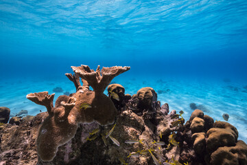 Seascape with various fish, Elkhorn Coral, and sponge in the coral reef of the Caribbean Sea, Curacao