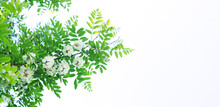 White Acacia Flowers With Leaves Isolated On White Background