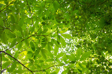 Tree canopy from underneath
