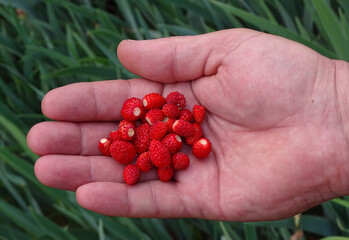 Wall Mural - Wild strawberries in the palm