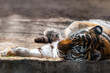Tiger (Panthera tigris) with dark stripes on orange fur and a white underside peacefully laying on back. Close view with blurred background. Wild animal, largest living cat species