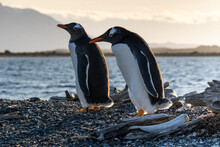 Two Black And White Penguins With Orange Beak Walking