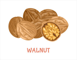 Wall Mural - Pile of walnut. Peeled nuts and seeds isolated on white. Vector illustration of healthy food in cartoon flat style.