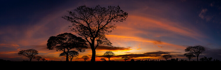Wall Mural - panorama silhouette tree in africa with sunset.tree silhouetted against a setting sun.dark tree on o