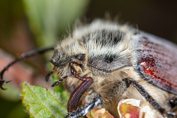 Wall Mural - Portrait of a beetle on a flowering tree.