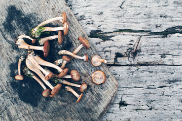 Wall Mural - Honey agaric. A bunch of forest fresh mushrooms on an old wooden board, top view, copy space