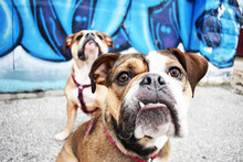 Bulldogs In Front Of Graffiti Wall 