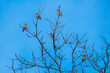 Stado grubodziobów na gołym drzewie. Ptaki z masywnymi dziobami