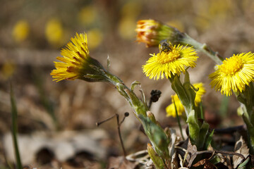 Poster - yellow flowers in the woods with bee