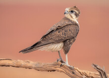 Close-up Of A Wild Brown Falcon (Falco Berigora) Perched On A Branch, Australia