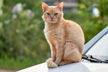 Red Cat With Torn Ear Sits On Hood Of Light-colored Car.