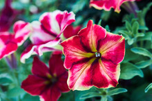 Colorful Pink And White Petunia Flowers. Floral Background With Blooming Petunias (Petunia Hybrida)