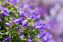 Campanula Portenschlagiana (Dalmatian Bellflower Or Adria Bellflower Or Wall Bellflower) Is Small Blue Flowering Plant