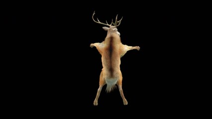 Wall Mural - deer dancing cg fur 3d rendering animal realistic cgi vfx animation loop composition 3d mapping cart