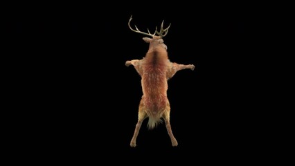 Wall Mural - deer dancing cg fur 3d rendering animal realistic cgi vfx animation loop composition 3d mapping cart