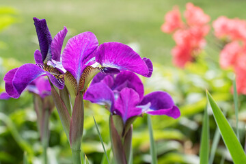 Wall Mural - Close up of petal on purple iris.