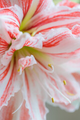 Sticker - Beautiful red striped Barbados lily