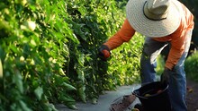 Closeup Of A Worker Picking Tomatoes In Early Morning Sunlight.