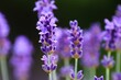 violette Blüten von Lavendel