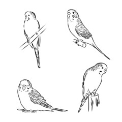 A cute budgie sits on a perch. Vector sketch illustration for design, advertising, prints.