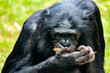 canvas print picture - Schimpanse beim essen