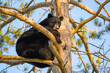 Black bear (Ursus americanus) in a red pine tree
