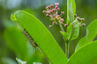 A monarch butterfly caterpillar (Danaus plexippus) feeding on a common milkweed (Asclepias syriaca) leaf