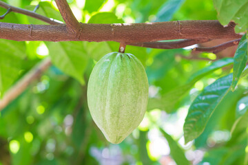 Close-up of young green raw cocoa still on the tree in a farm during the day and sunlight.