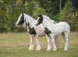 Gypsy Vanner Horse mare and foal 