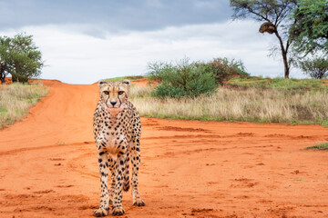 cheetah, acinonyx jubatus, in natural habitat, kalahari desert, namibia