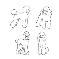 Wall Mural - Poodle set. Collection of pedigree dogs. Black white illustration of a classic poodle dog. Vector drawing of a pet. Tattoo.