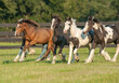 Gypsy Vanner Horse yearling herd runs in paddock