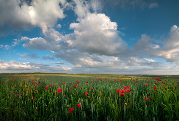 Wall Mural - summer field of red poppies on a background blue sky with clouds