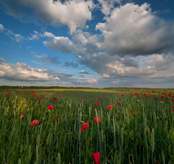 Wall Mural - red poppies summer field with blue sky and clouds