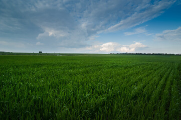 Wall Mural - Panoramic view landscape in sunny day with a field of green winter wheat seedlings and blue sky.