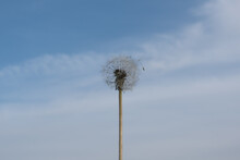 Dandelion Ripe After Flowering Against A Bright Blue Sky With Light White Clouds. Phases Of The Flowering Process