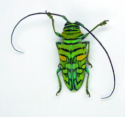beetle isolated on white. longhorn beetle bright green color sternotomis amabilis from cameroon clos