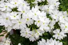 Blooming Lovely White Common Garden Verbena Or Rose Vervain (verbena Peruviana) Is Small Lovely Flower In Blue, Violet, Purple, Rose, Dark Red, Yellow, White And Bicolor ,use As An Ornamental Plant.