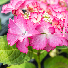 Sticker - Selective focus on beautiful bush of blooming red, purple Hydrangea or Hortensia flowers (Hydrangea macrophylla) and green leaves under the sunlight in summer. Natural background.