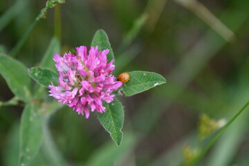 Canvas Print - Ladybug by a Purple Clover