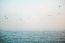 Seagulls Flying Over The Foggy Sea
