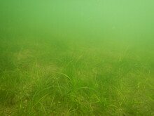 Seagrass In Murky Water 