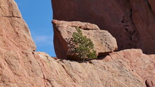 Lone Tree On Red Rock Cliff