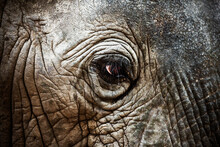 Close Up Of The Eye Of An Elephant. Africa.