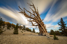 The Ancient Bristlecone Pines Of The White Mountains Of California, USA. 