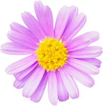 Beautiful Pink Daisy Flower Isolated