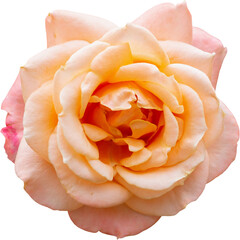 Wall Mural - Beautiful rose flower isolated
