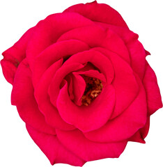 Wall Mural - Beautiful colorful red roses flower isolated