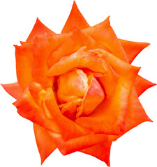 Wall Mural - Beautiful rose flower isolated